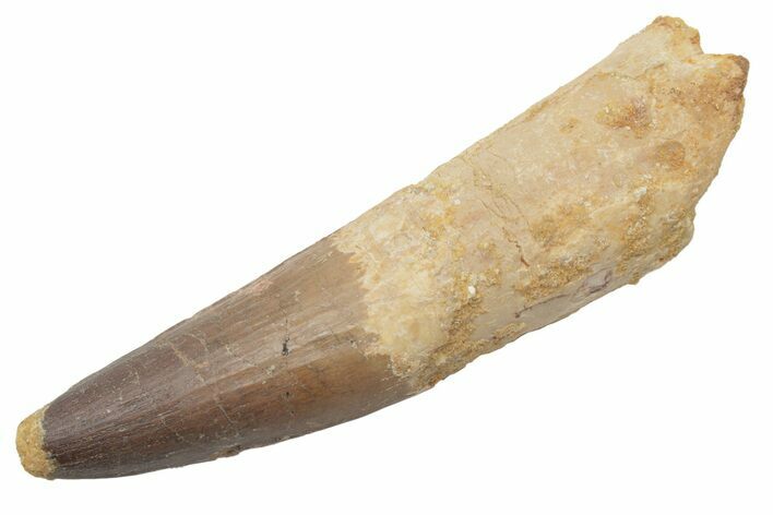 Real Spinosaurus Tooth - Partial Root! #214322